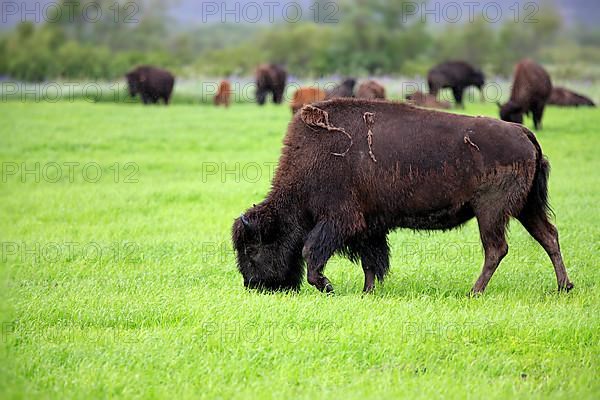 Wood Bison