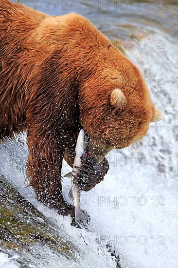 Grizzly Bear