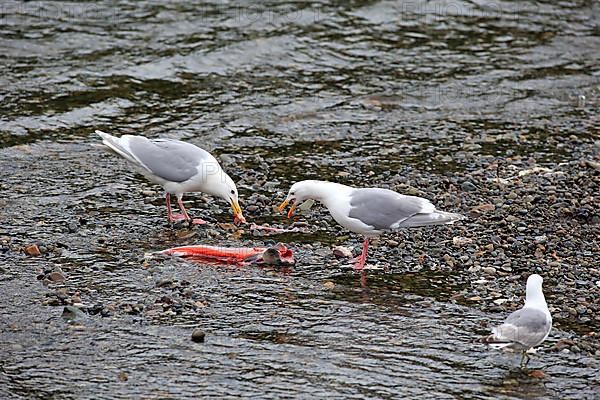 Western Gull