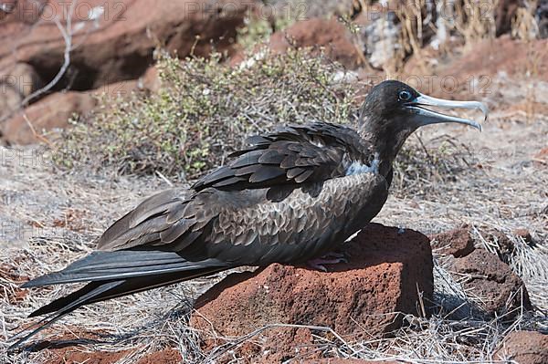 Magnificent frigatebird