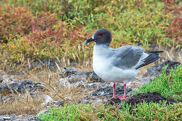 Swallow-tailed gull