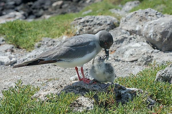 Swallow-tailed gull