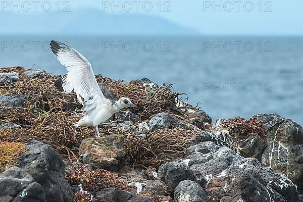 Swallow-tailed gull