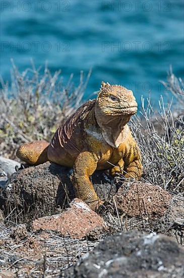 Galapagos land iguana