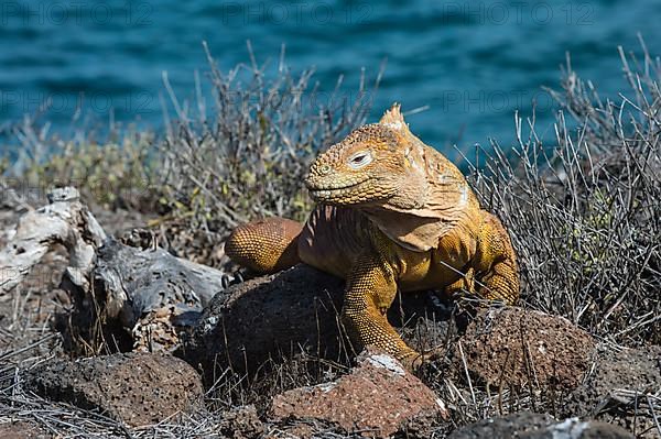 Galapagos land iguana