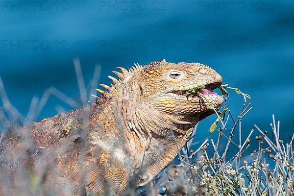 Galapagos land iguana