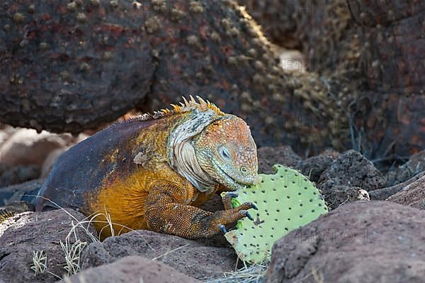 Galapagos land iguana