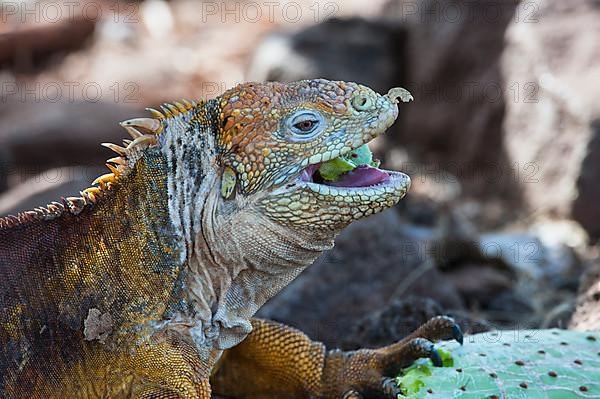 Galapagos land iguana