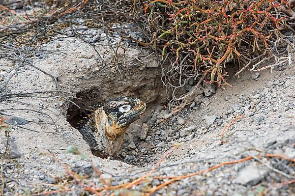 Galapagos land iguana