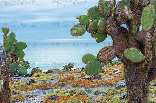 Giant prickly pear