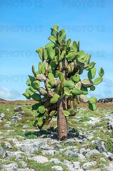Giant prickly pear