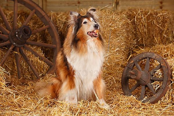 Scottish Sheepdog