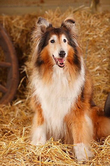 Scottish Sheepdog