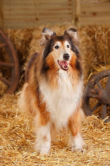 Scottish Sheepdog