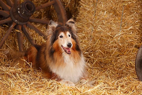 Scottish Sheepdog