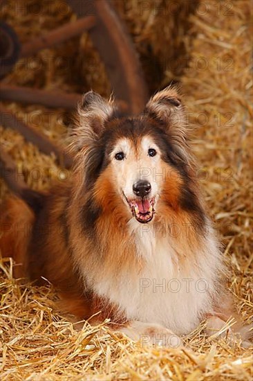 Scottish Sheepdog