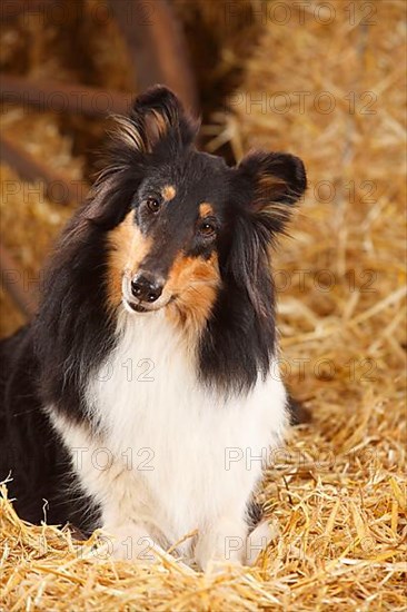 Scottish Sheepdog