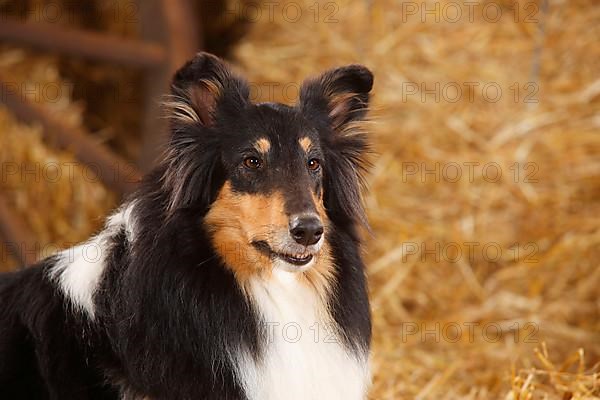 Scottish Sheepdog