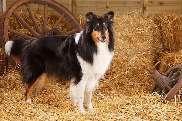 Scottish Sheepdog