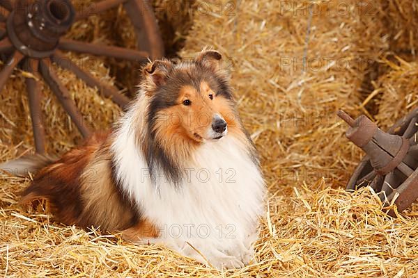 Scottish Sheepdog