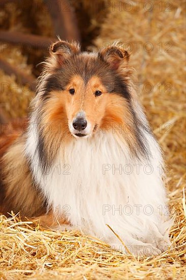 Scottish Sheepdog