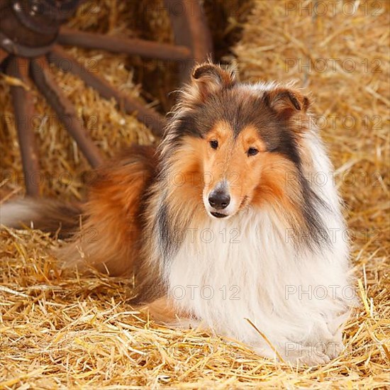 Scottish Sheepdog