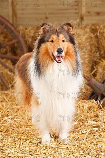 Scottish Sheepdog