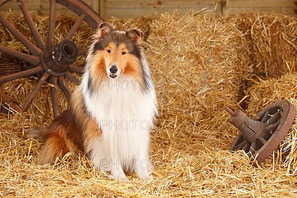 Scottish Sheepdog