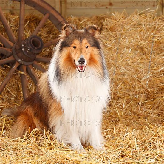 Scottish Sheepdog