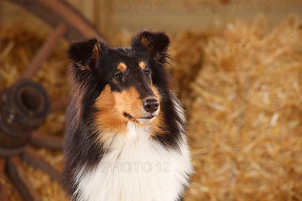 Scottish Sheepdog