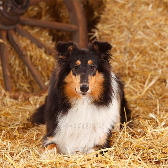 Scottish Sheepdog