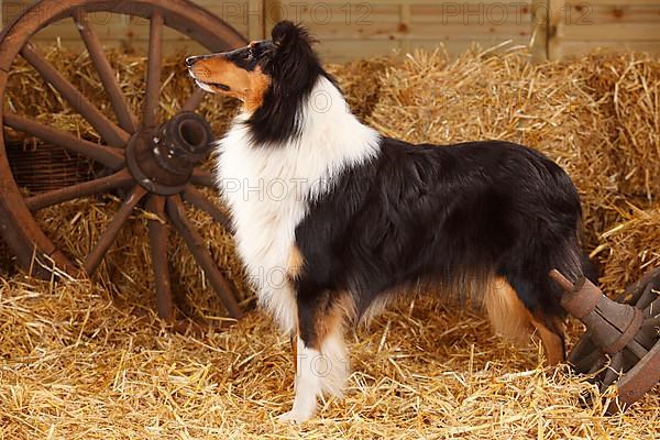 Scottish Sheepdog