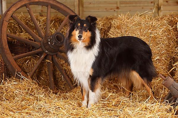 Scottish Sheepdog