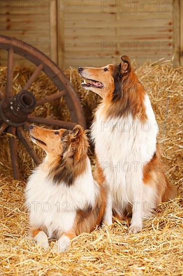 Scottish Sheepdog