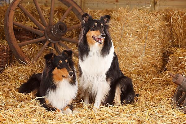 Scottish Sheepdog