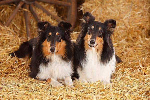 Scottish Sheepdog