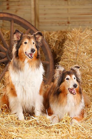 Scottish shepherd dog