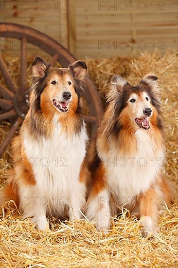 Scottish shepherd dog