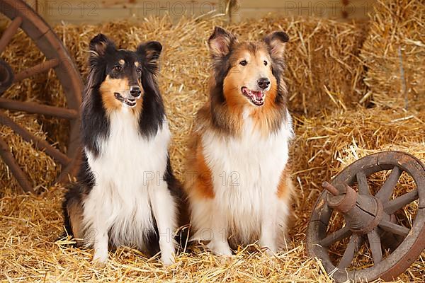 Scottish Sheepdog