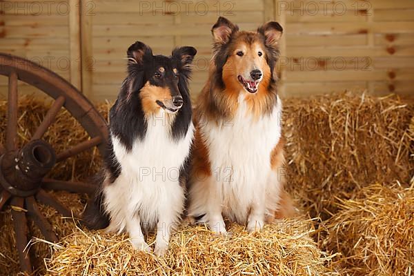 Scottish Sheepdog