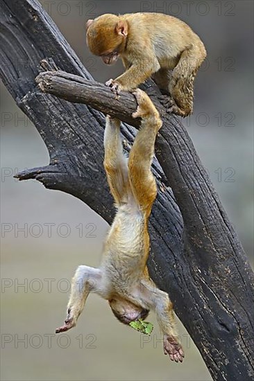 Barbary macaque