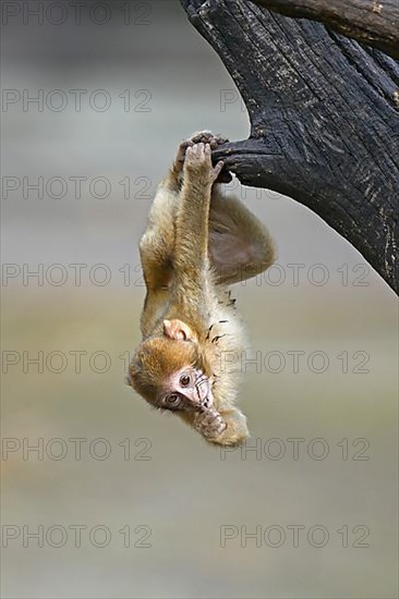 Barbary macaque