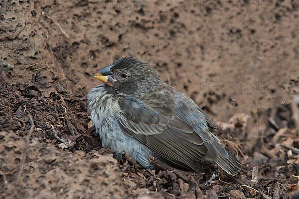 Medium ground finch