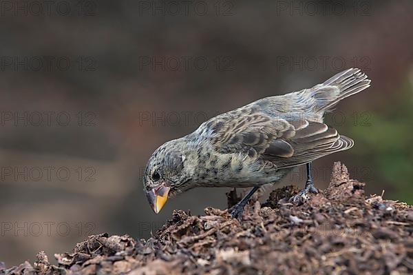 Medium ground finch