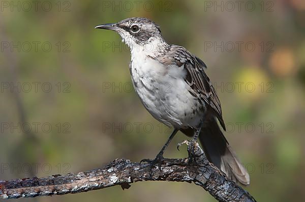 Galapagos mockingbird