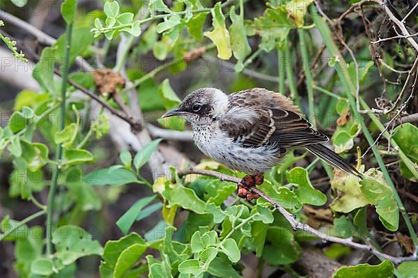 Galapagos mockingbird