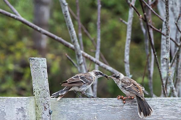 Galapagos mockingbird