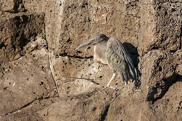 Lava heron