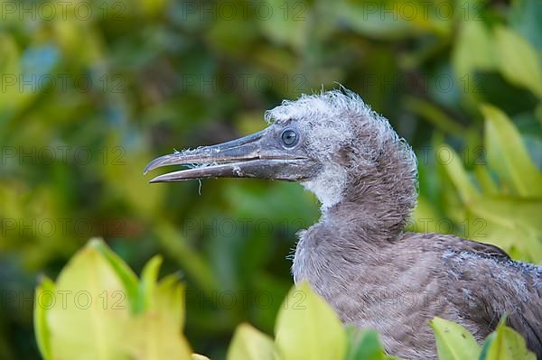 Young red-footed booby