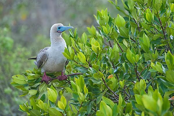 Red-footed booby